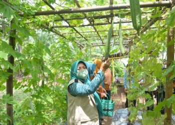 Ketua TP PKK Lamteng Hadiri Acara Penilaian Lomba  Kampung Berprestasi Tingkat Kabupaten Lampung Tengah Tahun 2022