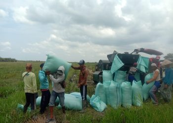 Akses Jalan Rusak!! Petani Tirtalaga Kesulitan Angkut Hasil Panen