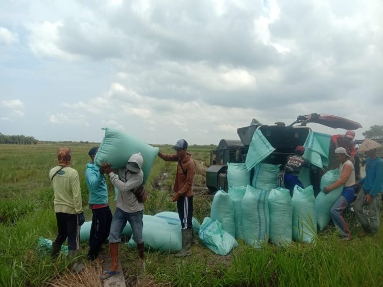 Akses Jalan Rusak!! Petani Tirtalaga Kesulitan Angkut Hasil Panen