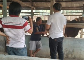 Bantuan Sapi Tahun 2014 Di Tiyuh Agung Jaya Jadi Bancakan Diduga Melibatkan Oknum PNS
