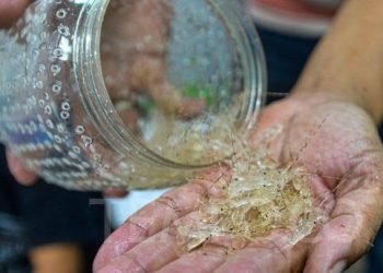 Mengungkap Bisnis Ilegal Penyelundupan Benur Lobster Pesisir Barat