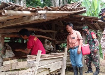 TNI/Polri Bangun Sinergitas Cegah PMK