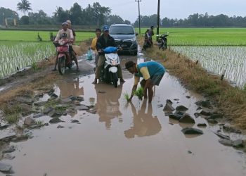 Tak Kunjung Diperbaiki, Petani Tanam Padi Dibadan Jalan