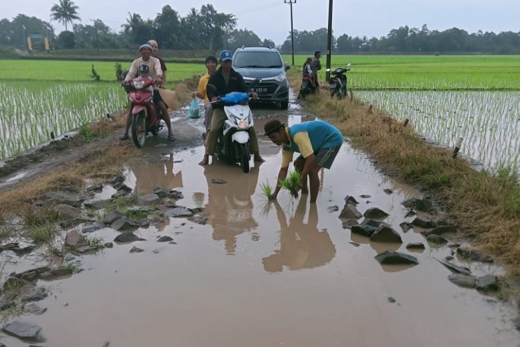 Tak Kunjung Diperbaiki, Petani Tanam Padi Dibadan Jalan