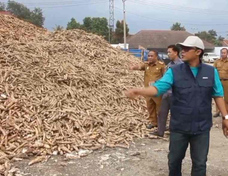 Harga Singkong Alami Kenaikan, Usai di Sidak Wabup Lamteng 